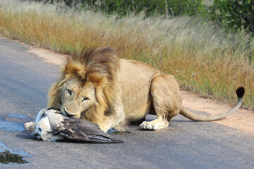 Afrikanischer Löwe und Weißrückengeier / African lion und White-backed vulture/ Panthera leo et...