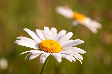 Beautiful daisy wheel in summer field. Close up bright sunny photo of one chamomile flower on green background.