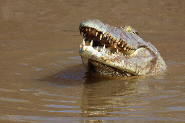 Nilkrokodil / Nile crocodile / Crocodylus niloticus..