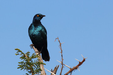 Rotschulter-Glanzstar/ Cape glossy starling or Red-shouldered starling / Lamprotornis nitens