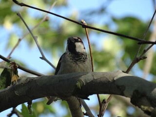Male house sparrow perched on green branch

