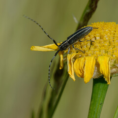 Beetle (Agapanthia suturalis) on a flower