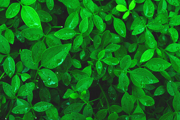 Green leaves texture background with water drops. Forest, tree, abstract background