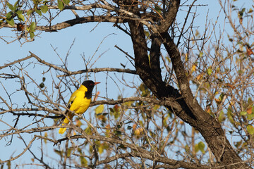 Maskenpirol / Black-headed oriol / Oriolus larvatus