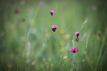 Flowers in the field