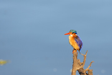 Malachit-Eisvogel / Malachite kingfisher / Alcedo cristata