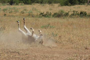 Steppenzebra / Burchell's zebra / Equus burchellii