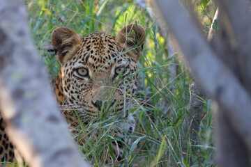 Leopard / Leopard / Panthera pardus.
