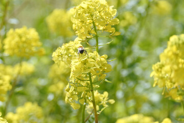 Field of yellow flowers in Spring. It looks warm and happy.