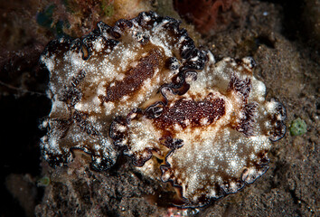 A couple of nudibranch (sea slugs) - Discodoris boholensis (mating). Underwater macro world of Tulamben, Bali, Indonesia. 