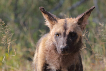 Afrikanischer Wildhund / African wild dog / Lycaon pictus.