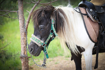 Portrait of a horse