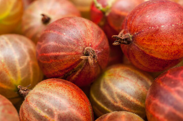 frische Bio-Stachelbeeren - Gesundheitsvorsorge