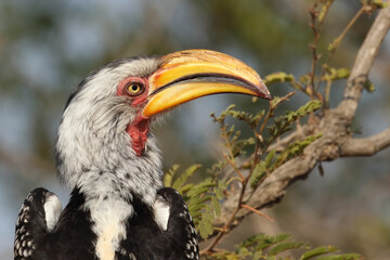 Südlicher Gelbschnabeltoko / Southern yellow-billed hornbill / Tockus leucomelas