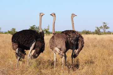 Strau&szlig; / Ostrich / Struthio camelus