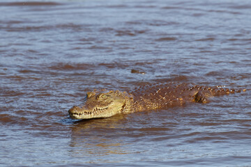 Nilkrokodil / Nile crocodile / Crocodylus niloticus