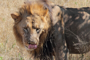 Afrikanischer Löwe / African lion / Panthera leo.
