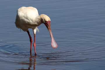 Afrikanischer Löffler / African spoonbill / Platalea alba