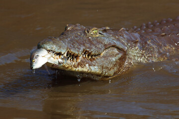Nilkrokodil / Nile crocodile / Crocodylus niloticus..