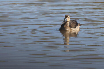 Höckerglanzgans / Knob-billed duck / Sarkidiornis melanotos