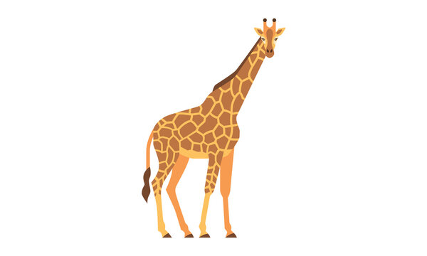 African native animal giraffe (Giraffa) side angle view, flat style vector illustration isolated on white background