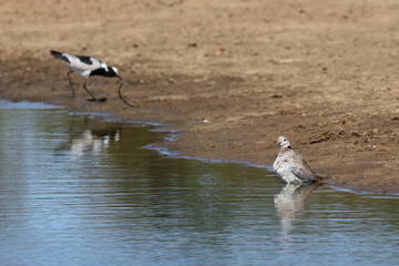 Kapturteltaube / Cape turtle dove / Streptopelia capicola
