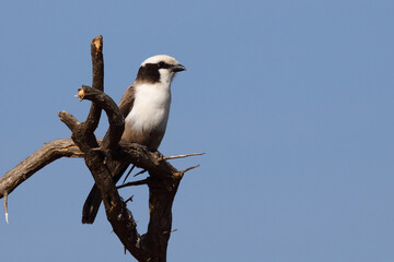 Weißscheitelwürger / Southern white-crowned shrike / Eurocephalus anguitimens