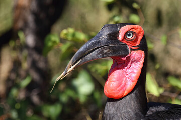 Kaffernhornrabe / Southern ground hornbill / Bucorvus leadbeateri.