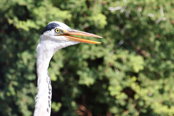 Afrikanischer Graureiher / Grey heron / Ardea cinerea