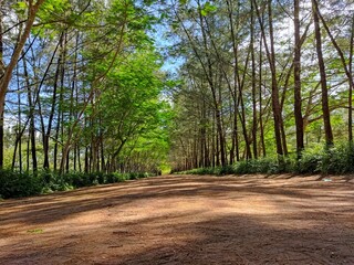 path in the forest in indonesia