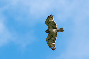 Un águila en pleno vuelo 