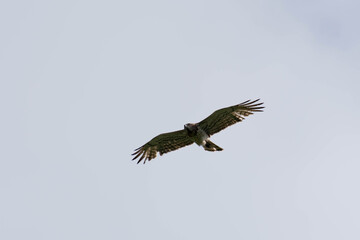 Ave rapaz en vuelo