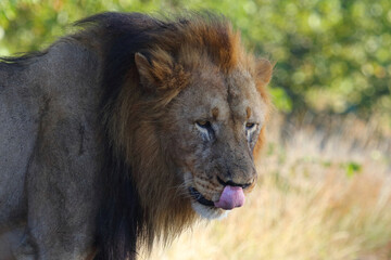 Afrikanischer Löwe / African lion / Panthera leo.