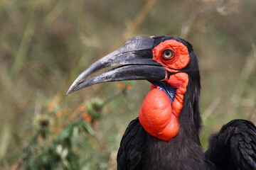 Kaffernhornrabe / Southern ground hornbill / Bucorvus leadbeateri