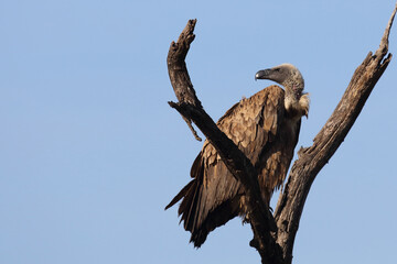 Weißrückengeier / White-backed vulture / Gyps africanus