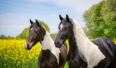 Two horses side by side, warmblood baroque type, barock pinto black-and-white tobiano patterned, a two-year old filly and its mother, head portrait in a yellow flowering field of rapeseed, Germany 