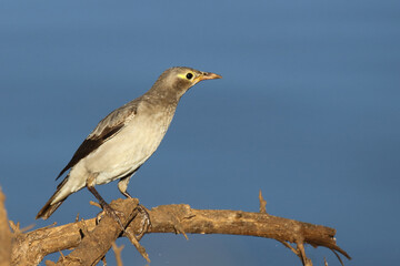 Lappenstar / Wattled starling / Creatophora cinerea.