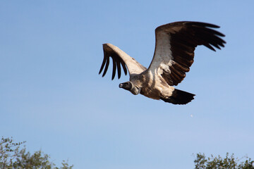 Weißrückengeier / White-backed vulture / Gyps africanus.