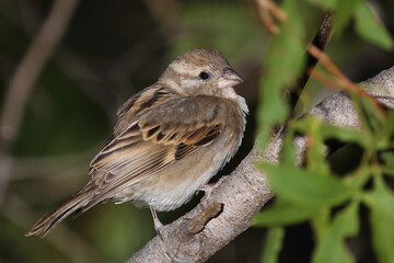 Fototapeta premium Hausspatz / House sparrow / Passer domesticus