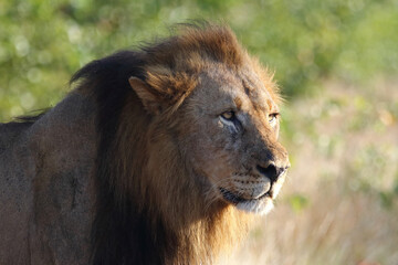 Afrikanischer Löwe / African lion / Panthera leo.