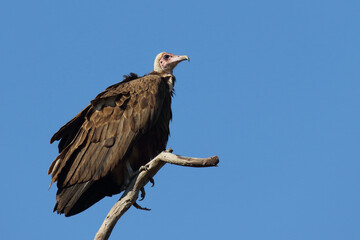 Kappengeier / Hooded vulture / Necrosyrtes manachus.