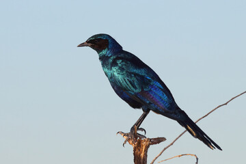 Riesenglanzstar / Burchell's starling / Lamprotornis Australis