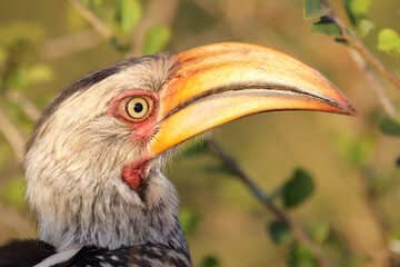 Südlicher Gelbschnabeltoko / Southern yellow-billed hornbill / Tockus leucomelas