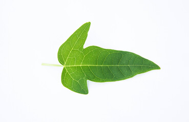 green leaves isolated on white background