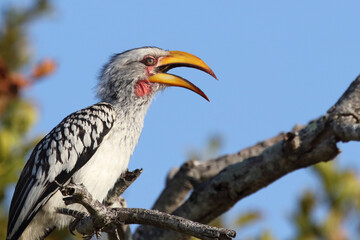 Obraz premium Südlicher Gelbschnabeltoko / Southern yellow-billed hornbill / Tockus leucomelas