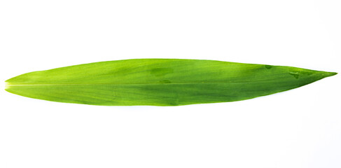 green leaves isolated on white background