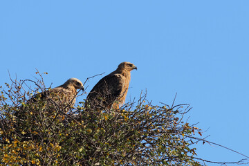 Raubadler / Tawny Eagle / Aquila rapax