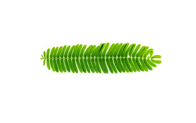 green leaves isolated on white background