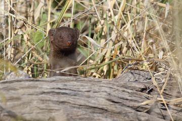 Südliche Zwergmanguste / Dwarf mongoose / Helogale parvula