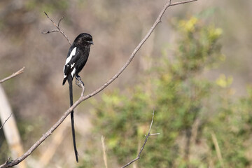 Schachwürger / Long-tailed shrike - Magpie shrike / Lanius schach.